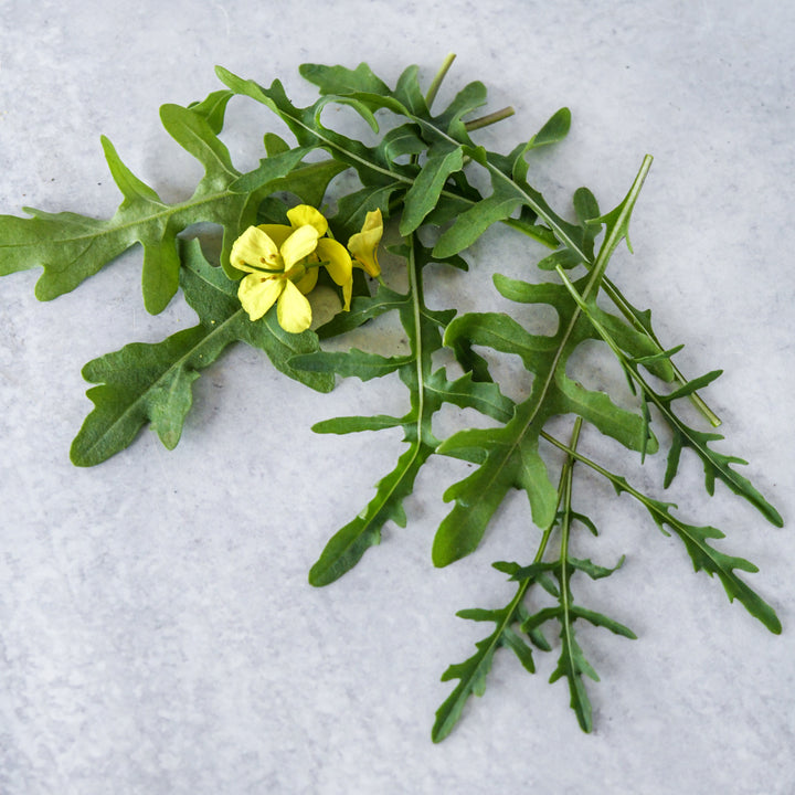 Overhead view of Wild Rocket Arugula leaves with flowers on a grey background.
