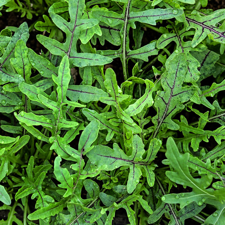 Red Dragon Arugula leaves growing in the greenhouse at Baker Creek.