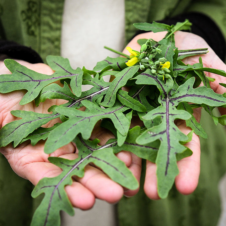 A gardener holding freshly picked Red Dragon Arugula with blooms.