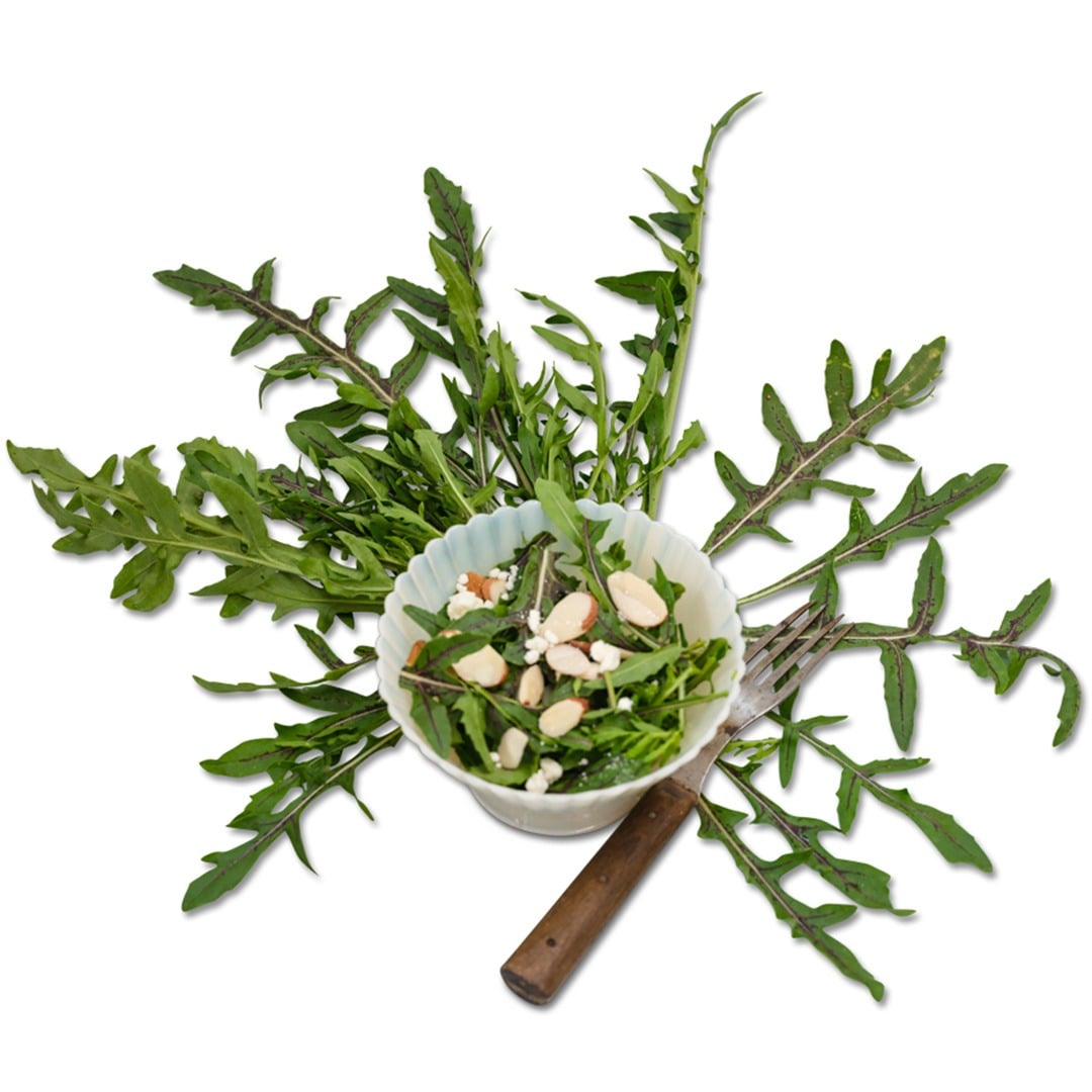 Red Dragon Arugula salad in a bowl surrounded by leaves on a white background.