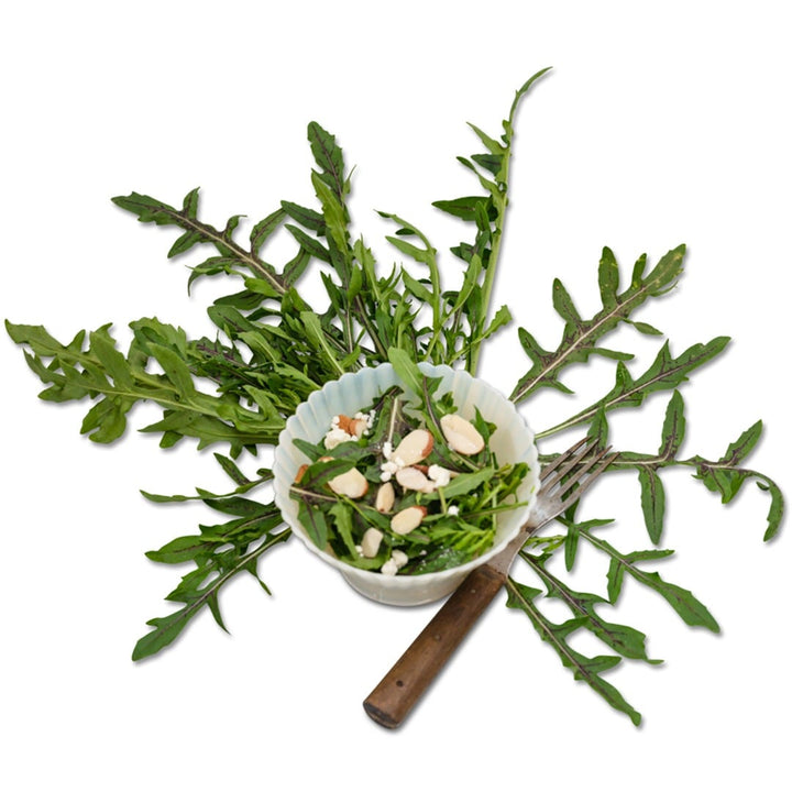 Red Dragon Arugula salad in a bowl surrounded by leaves on a white background.