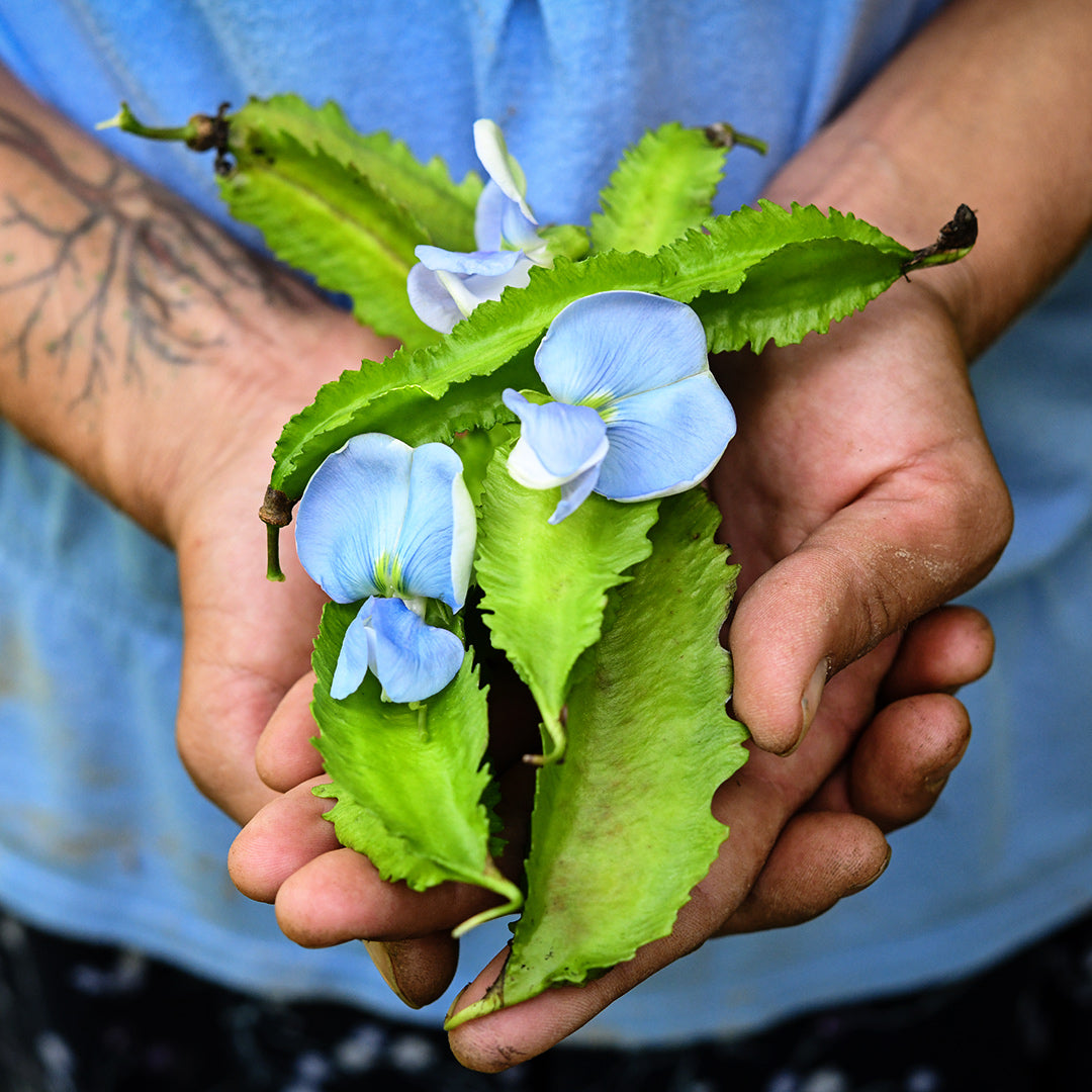 A gardener holds a handful of Urizun Japanese Winged Beans with blooms.