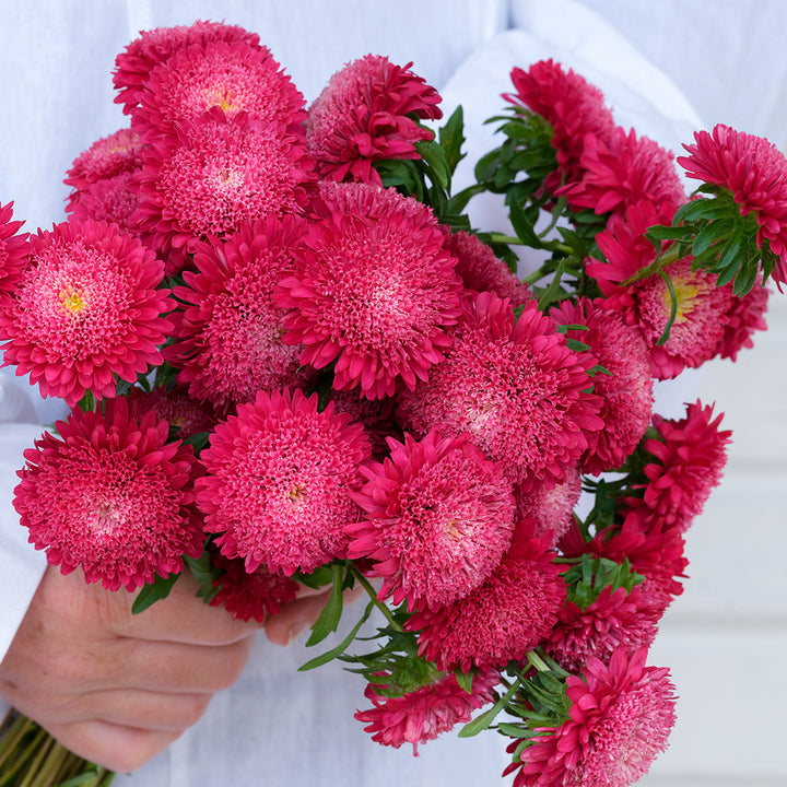 Hands holding a bouquet of Benary's Princess Bright Red Aster flowers against a white background.