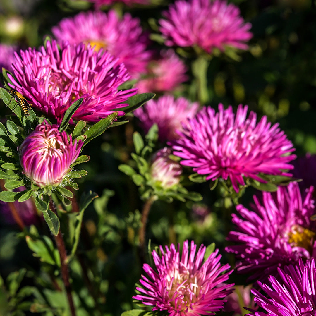 Gala Carmine Rose Asters growing outside in the Baker Creek gardens.