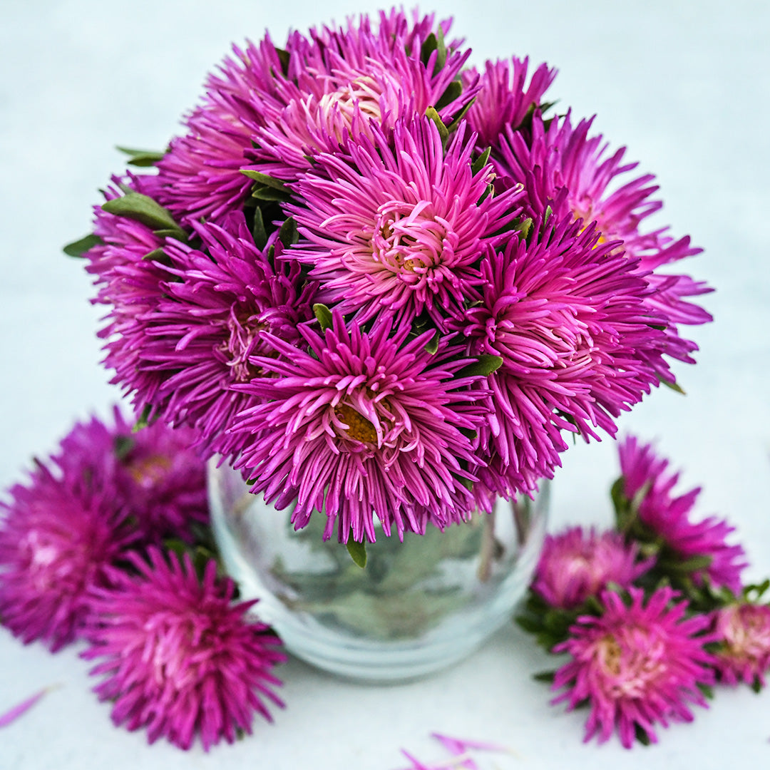An arrangement of Gala Carmine Rose Asters in a glass vase.