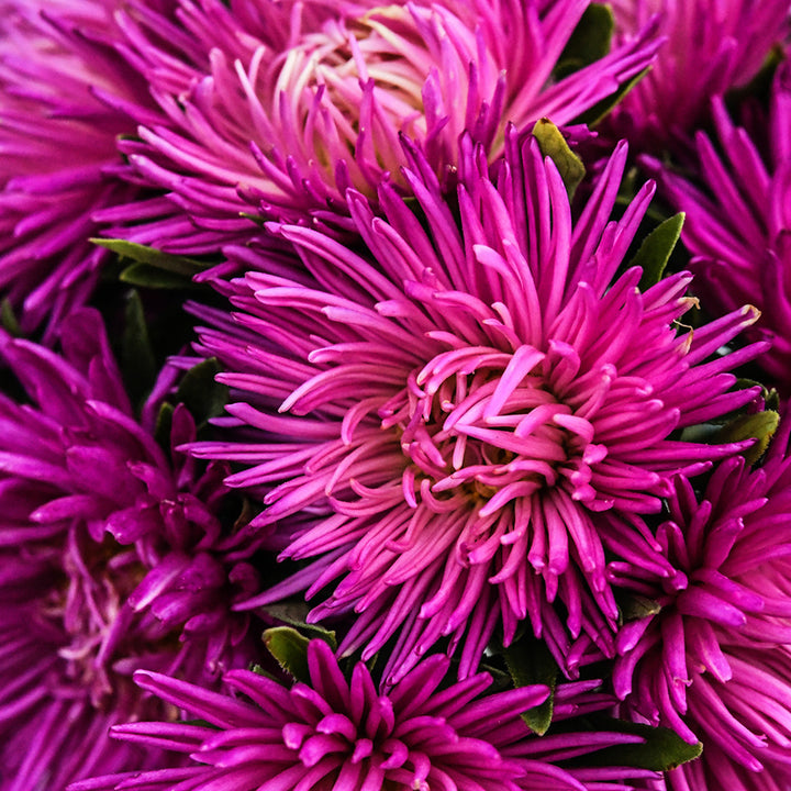 A close-up macro view of Gala Carmine Rose Aster flowers.