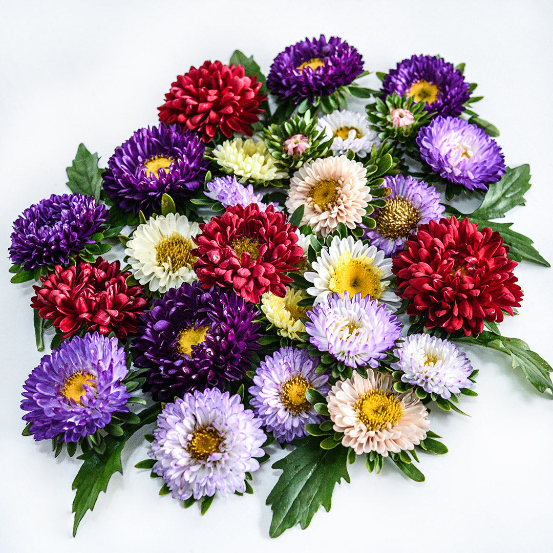 An overhead view of Matsumoto Formula Mixed Asters arranged on a white background.