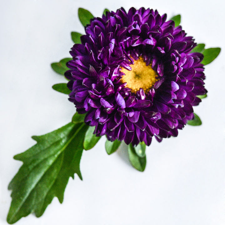 A single Matsumoto Formula Mixed Aster on a white background.