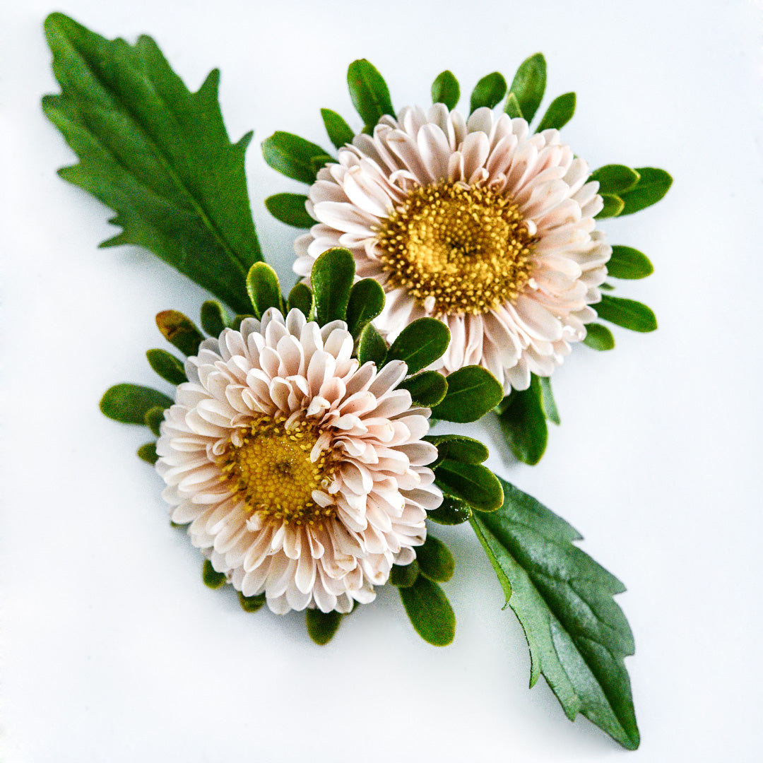 A pair of Matsumoto Formula Mixed Asters on a white background with foliage.