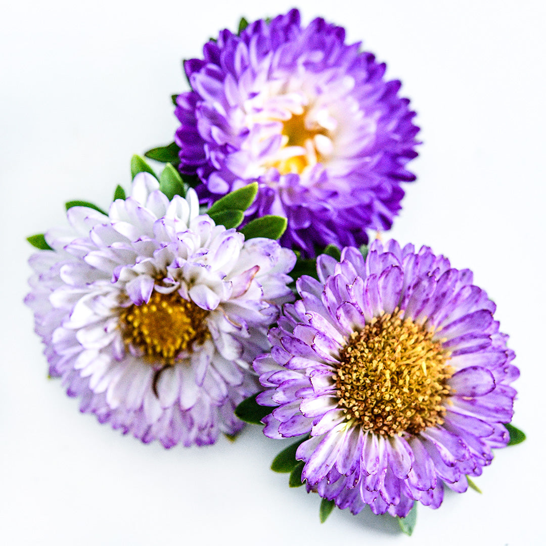 A trio of Matsumoto Formula Mixed Asters on a white background.