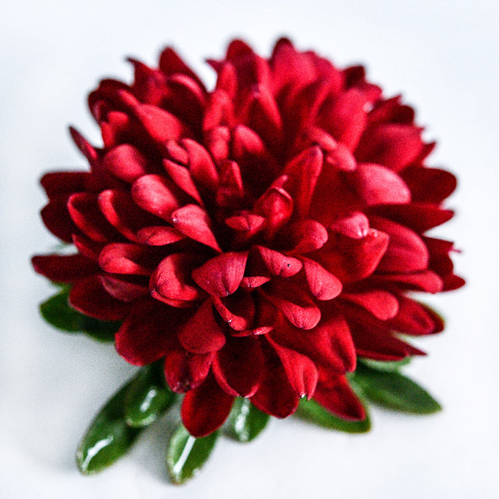 Aster Seeds, Matsumoto Formula Mixed