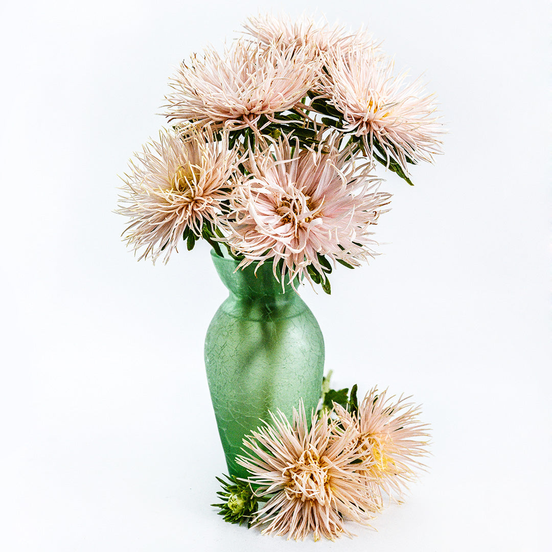 Valkyrie Chamois Asters in a light green glass vase on a white background.