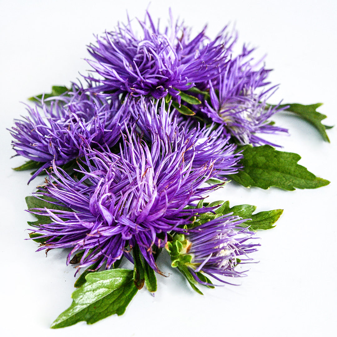 Several Valkyrie Purple Asters resting on a white background.