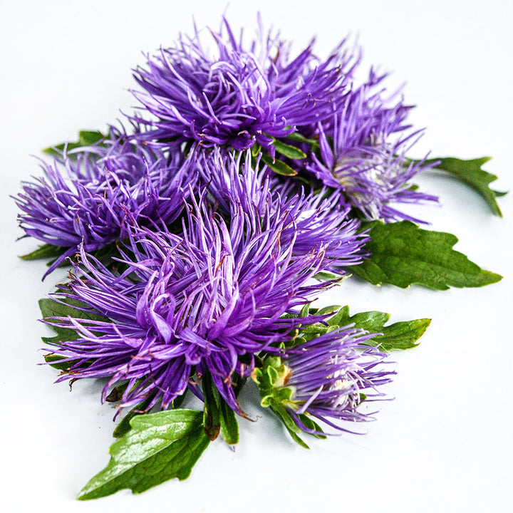 Several Valkyrie Purple Asters resting on a white background.