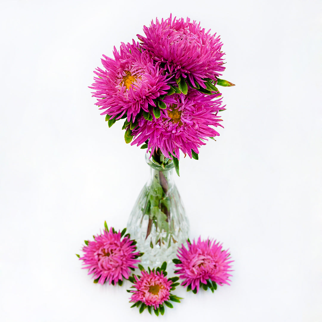 A trio of Gala Carmine Rose Asters in a bud vase on white.