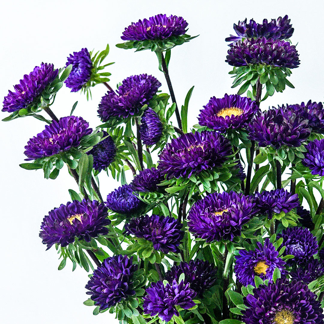 Matsumoto Blue Asters against a white background.