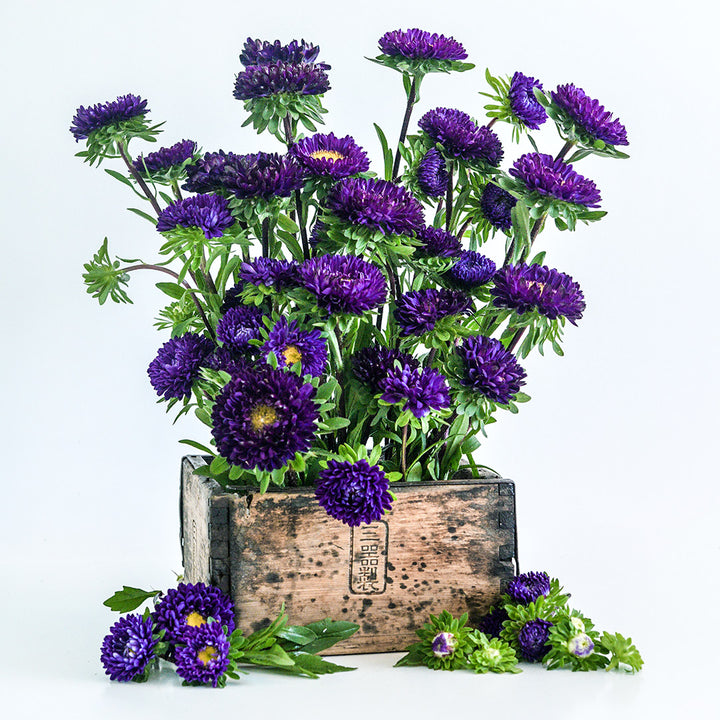 Matsumoto Blue Asters in a wooden box from Japan on a white background.
