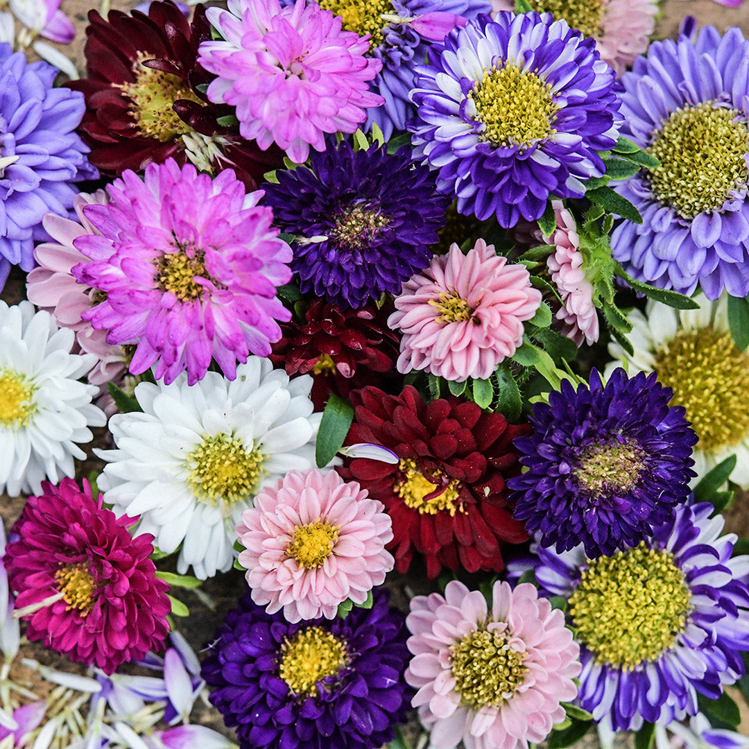 Matsumoto Formula Mixed Aster flowers arranged on wooden background.