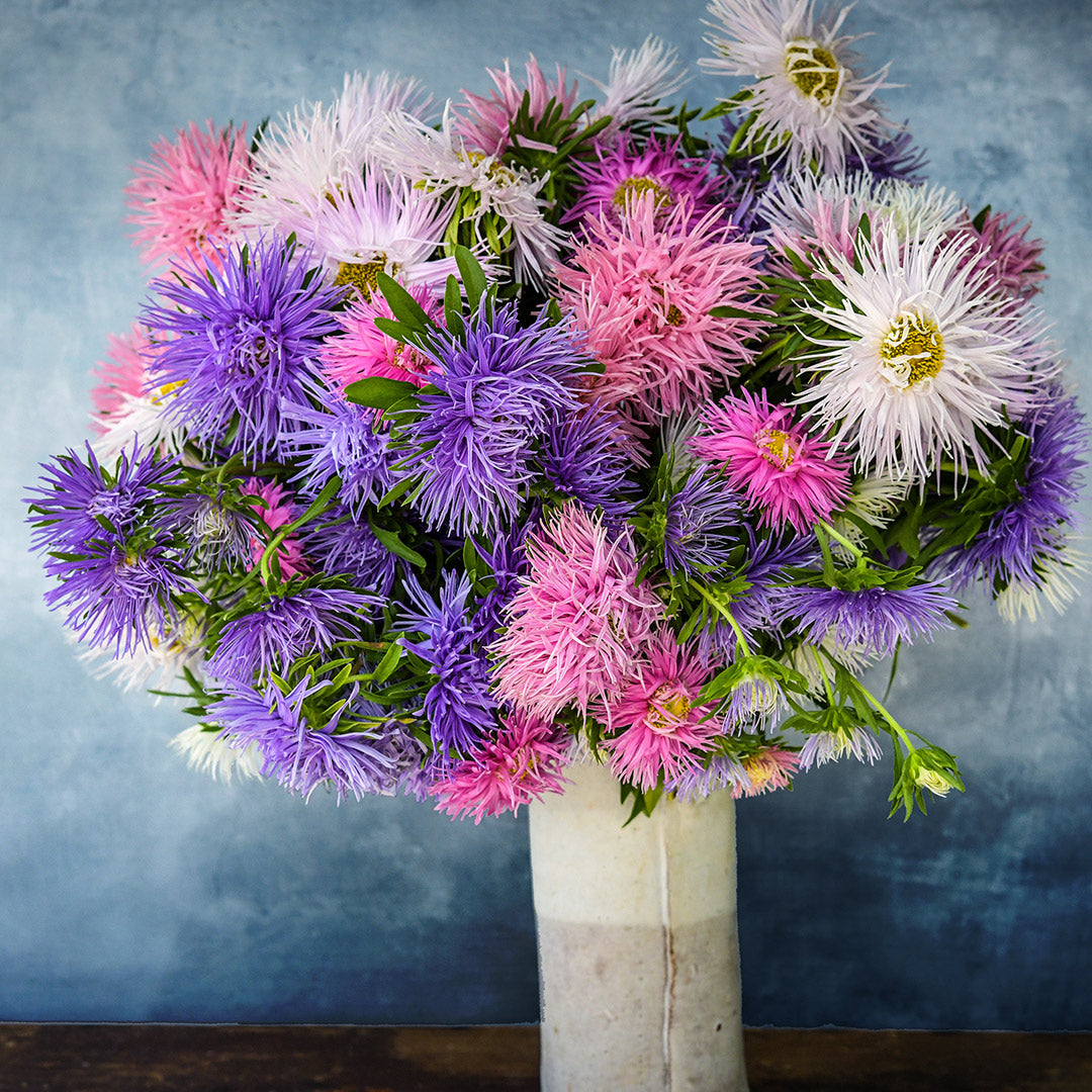 Arrangement of Star Pastel Mix Aster flowers in a vase on a blue background.