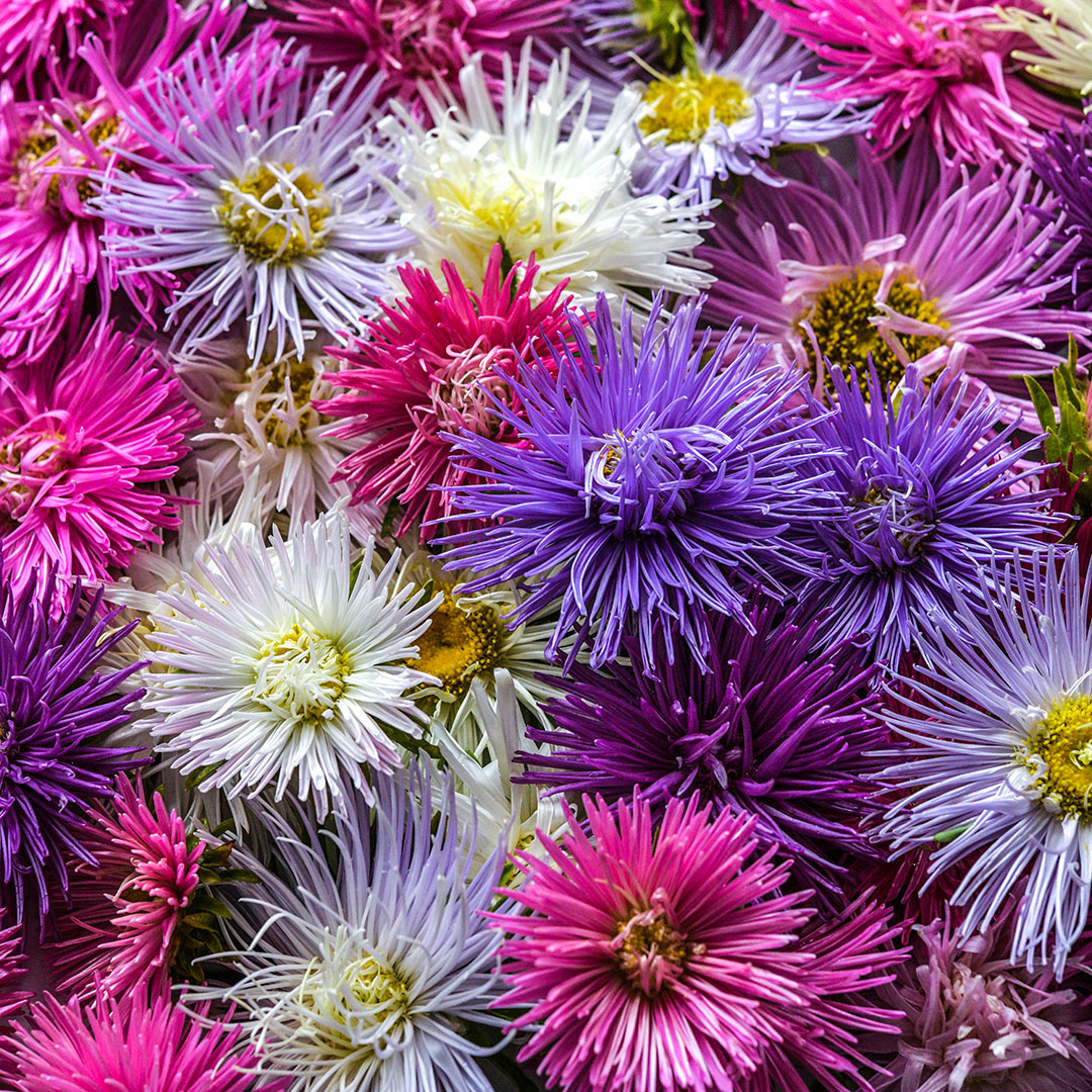 A close-up of Star Pastel Mix Asters.