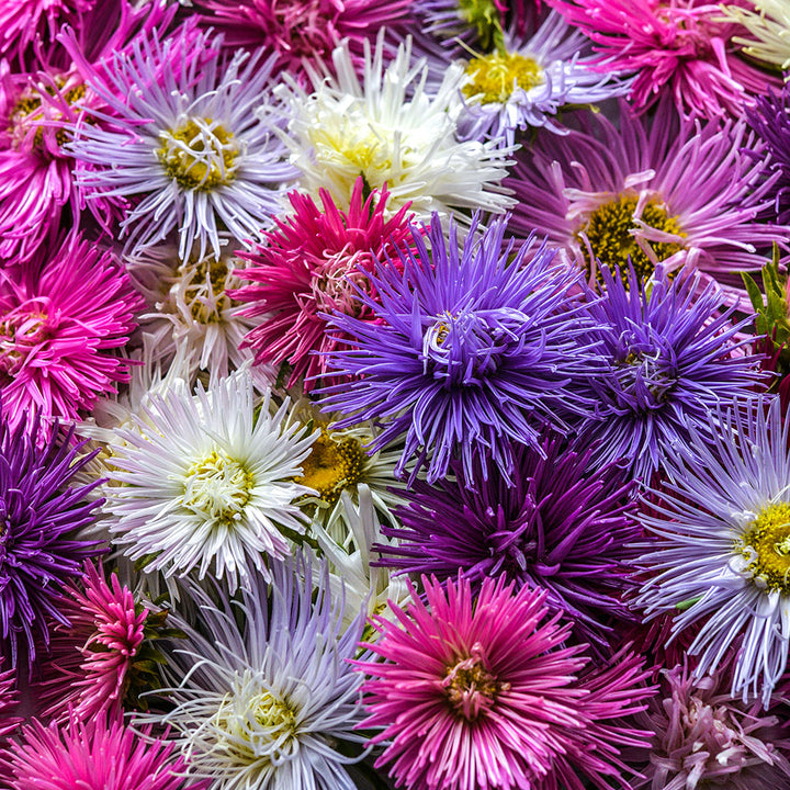 A close-up of Star Pastel Mix Asters.