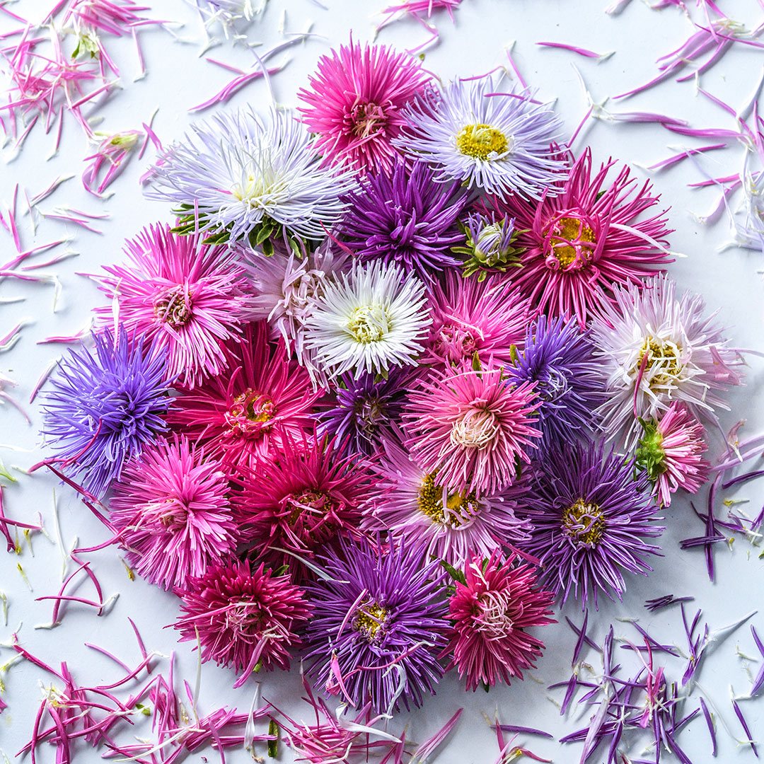 Star Pastel Mix Asters arranged on white background surrounded by petals.
