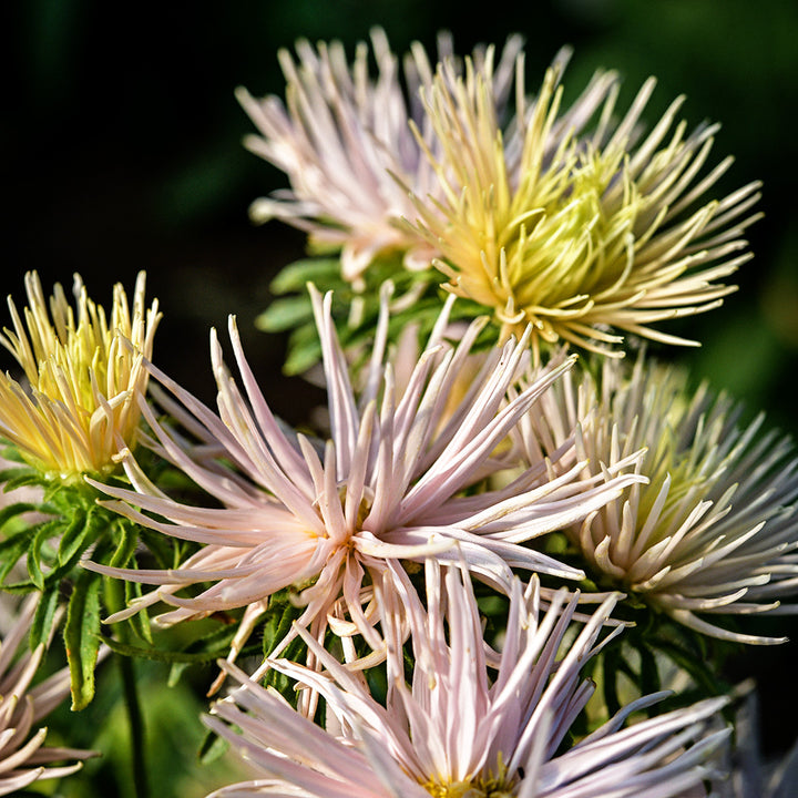 Valkyrie Chamois Asters are brushed by the morning sun in the gardens at Baker Creek.