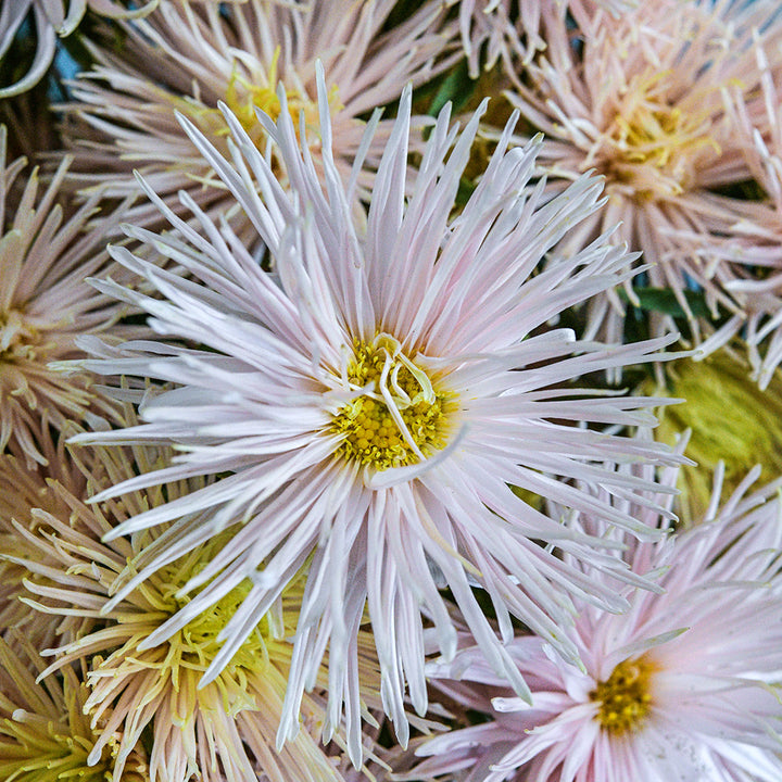A close-up view of Valkyrie Chamois Asters.