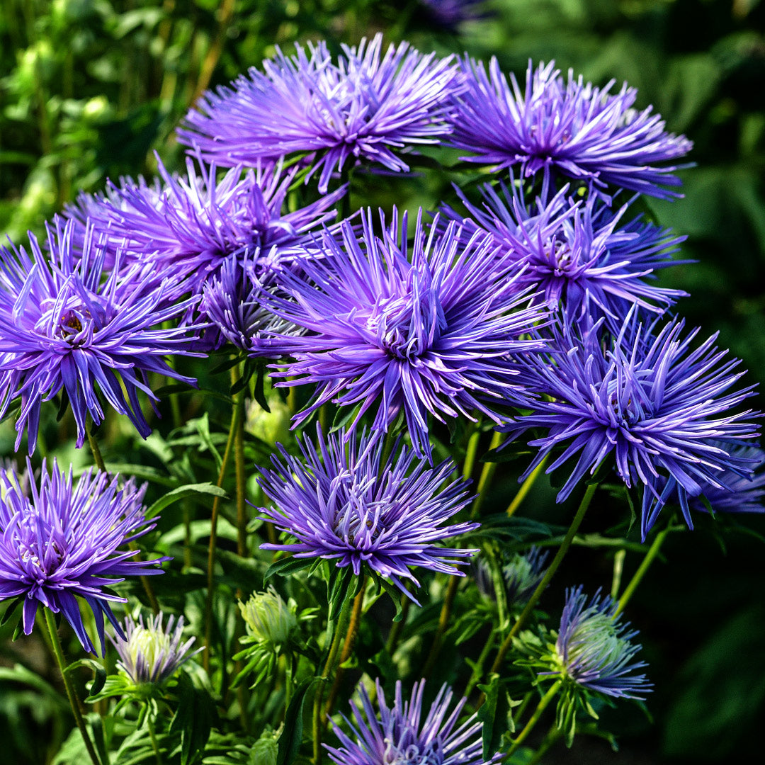 Valkyrie Purple Asters growing i the outside gardens at Baker Creek.