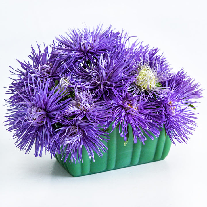 Valkyrie Purple Asters arranged in a green glass planter on white.