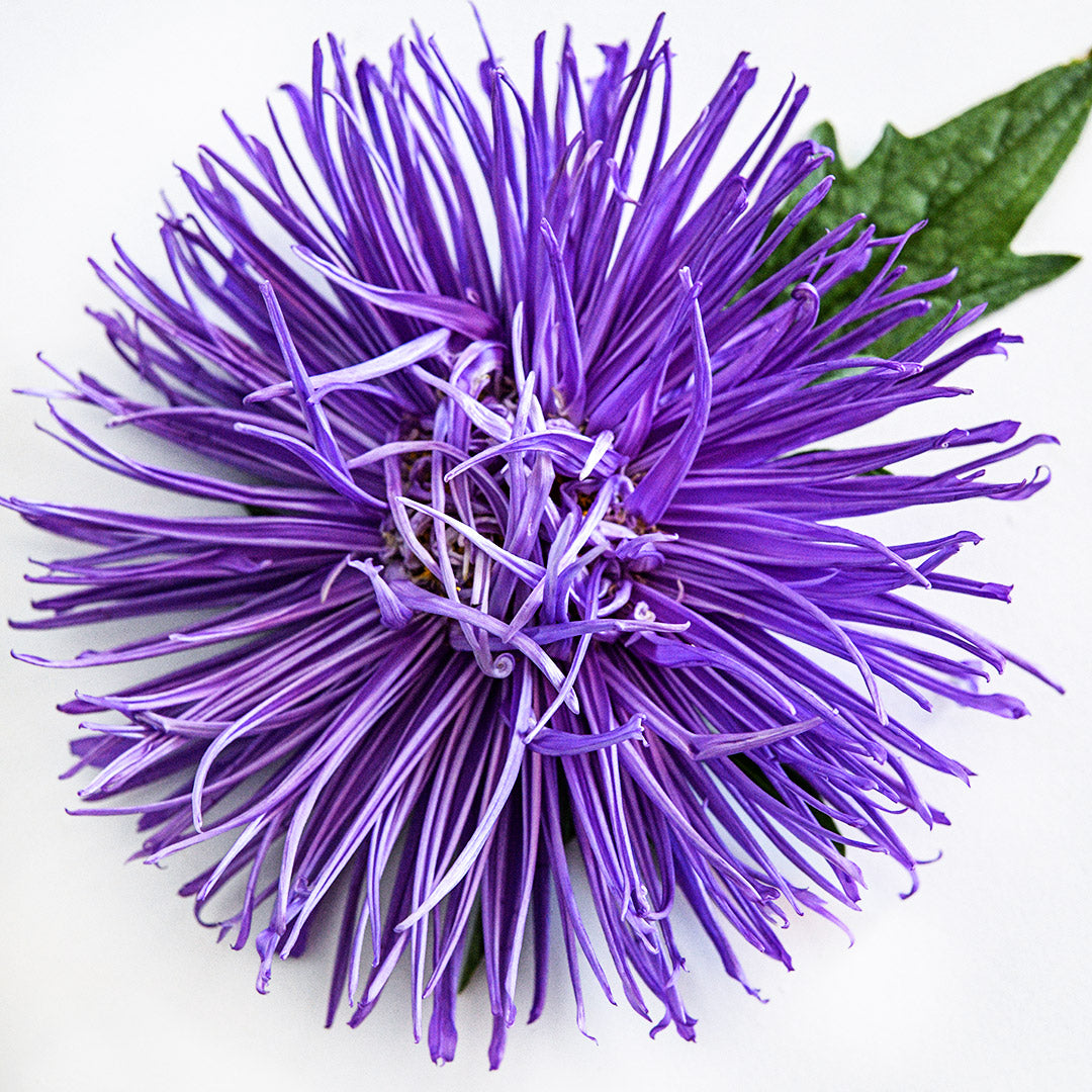 A single Valkyrie Purple Aster bloom with a leaf on a white background.