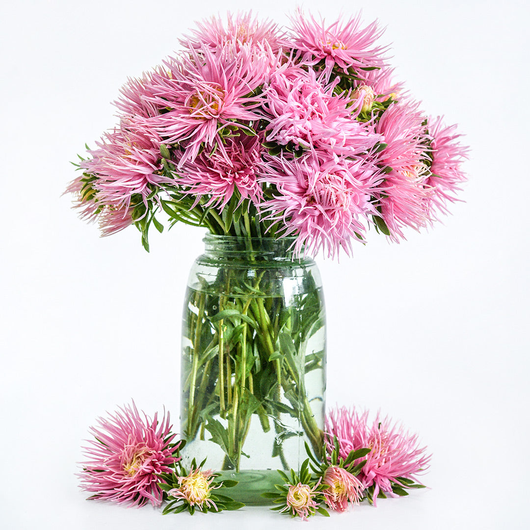 An arrangement of Valkyrie Salmon Asters in a mason jar against a white background.
