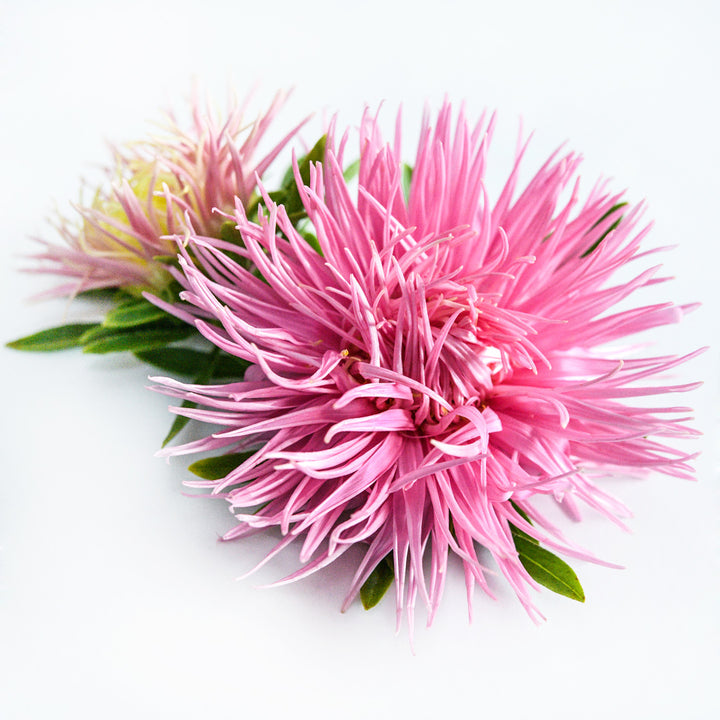 A couple of Valkyrie Salmon Asters on a white background.