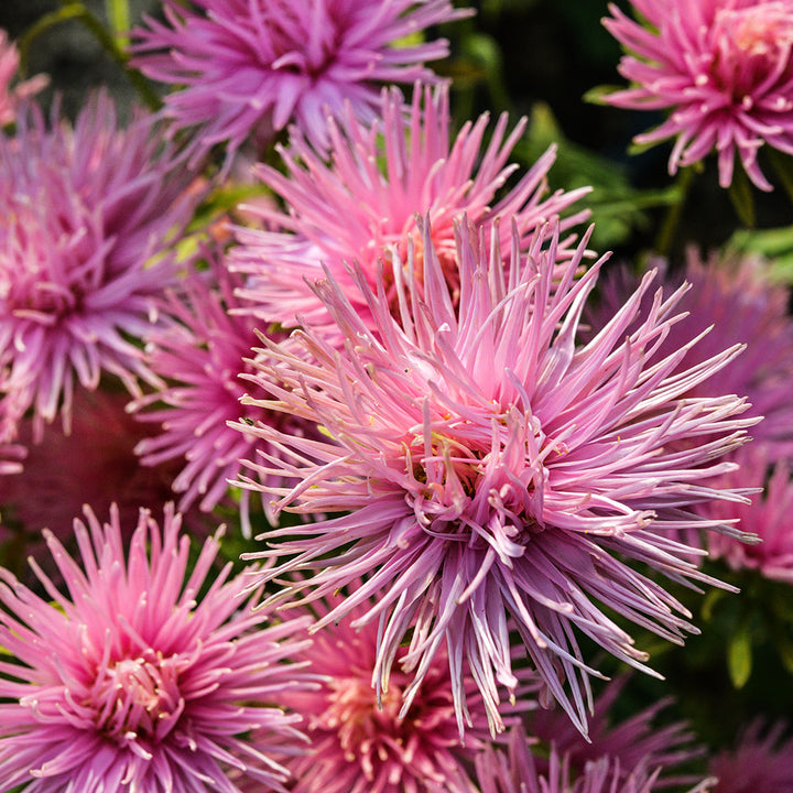Valkyrie Salmon Asters growing at the Baker Creek Seed Farm in Mansfield, Missouri.