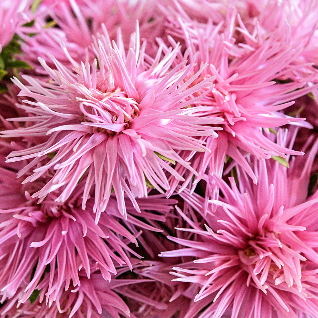 A close-up view of Valkyrie Salmon Asters.