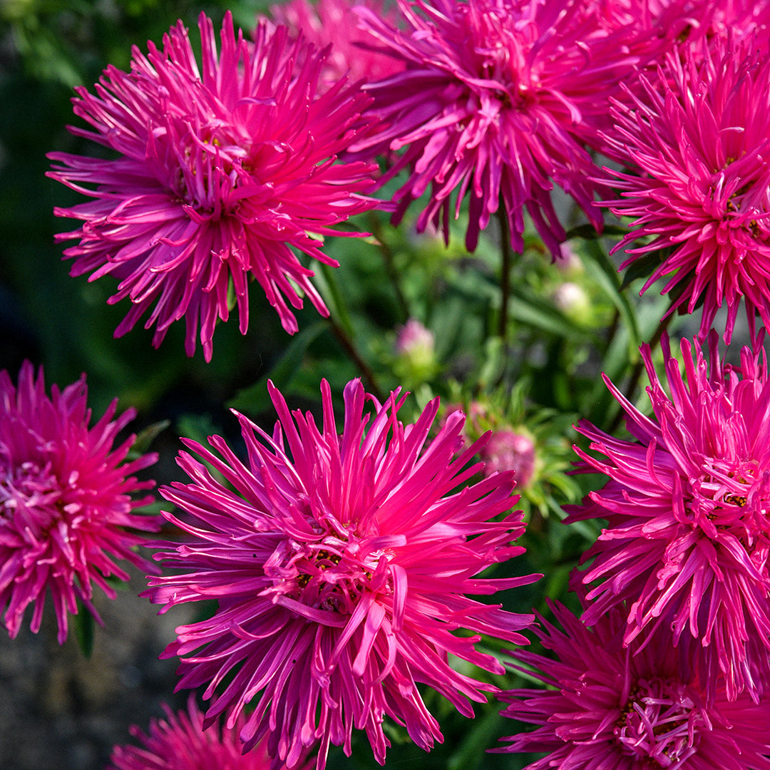 Valkyrie Scarlet Asters blooming profusely in the gardens at Baker Creek Seed Co.