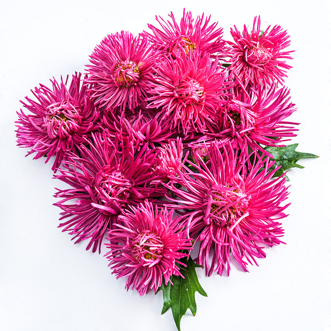 Almost a dozen Valkyrie Scarlet Asters arranged on a white background.