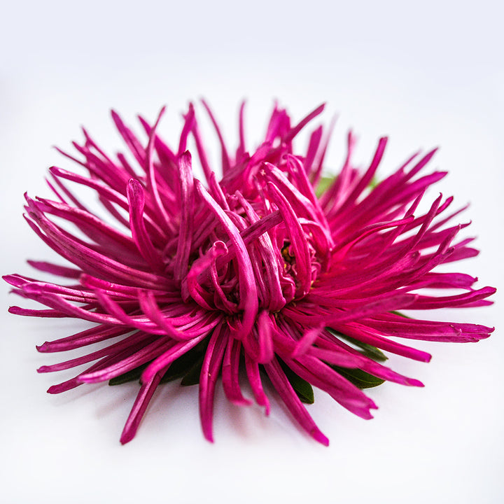 Profile angle of a single Valkyrie Scarlet Aster on a light background.