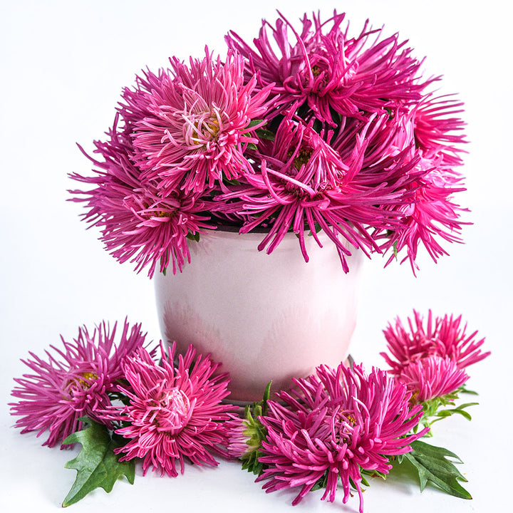 A light pink vase full of Valkyrie Scarlet Asters with more asters surrounding the vase.