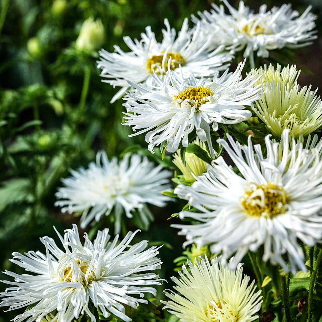 A profile view of Valkyrie White Asters blooming in the gardens at Baker Creek Seed Co.