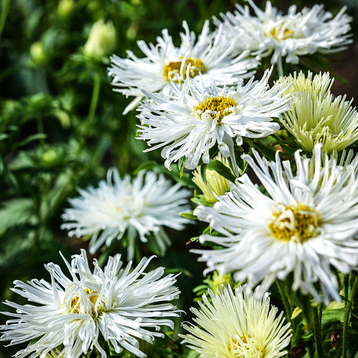 A profile view of Valkyrie White Asters blooming in the gardens at Baker Creek Seed Co.