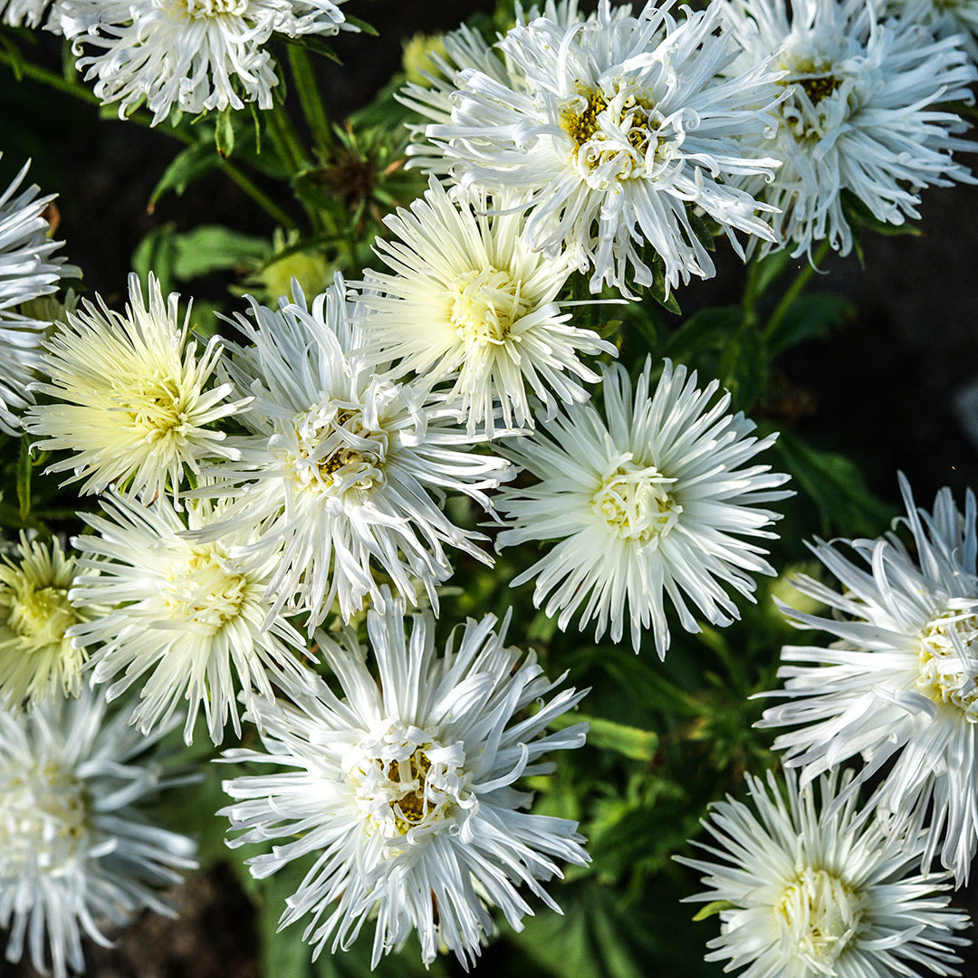 An overhead view of Valkyrie White Asters growing in the garden at Baker Creek Seed Co.