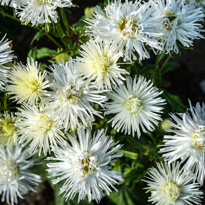 An overhead view of Valkyrie White Asters growing in the garden at Baker Creek Seed Co.