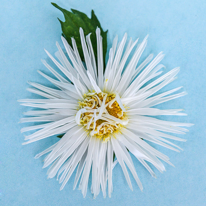 A Valkyrie White Aster bloom with foliage on light blue background.