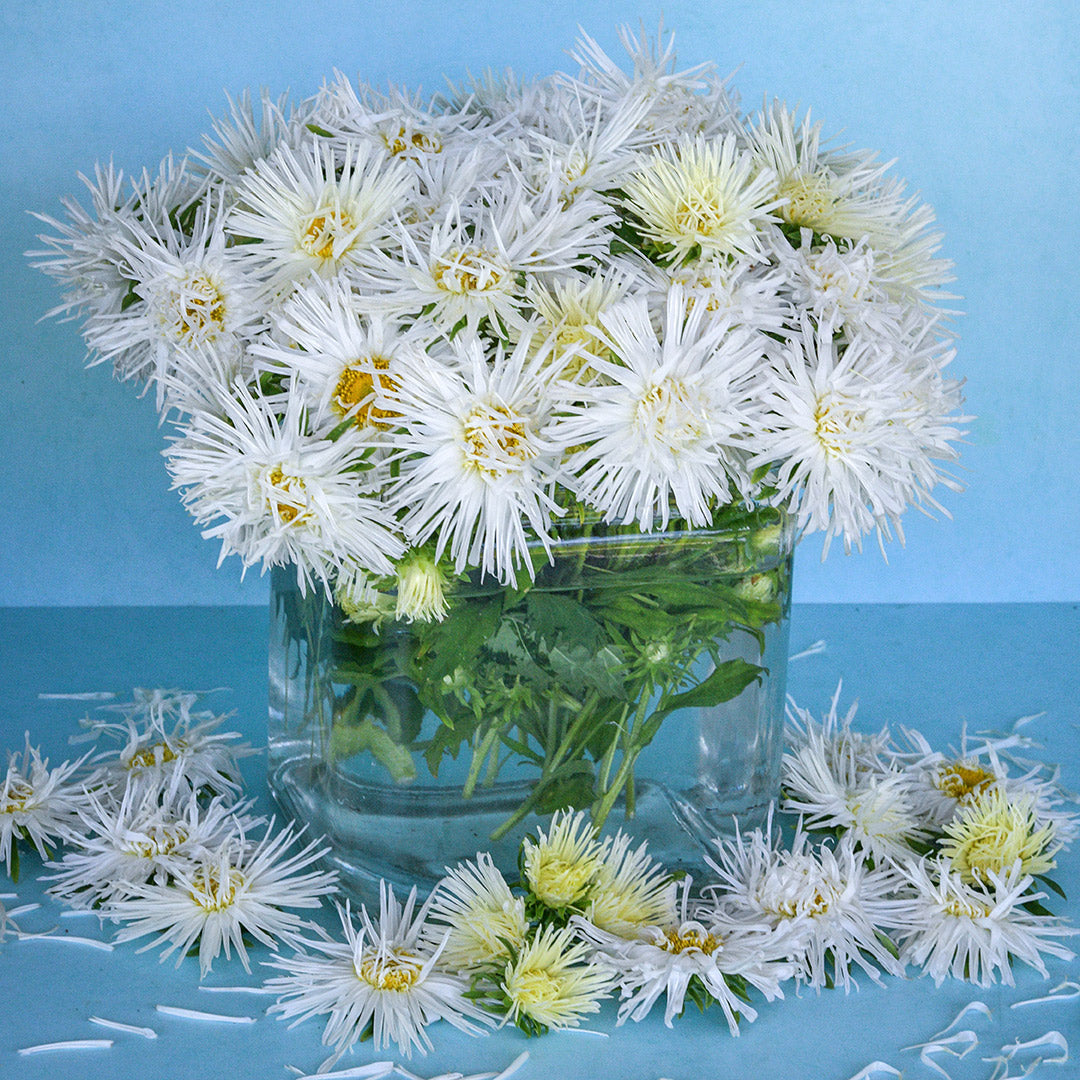 An arrangement of Valkyrie White Asters against a blue background.