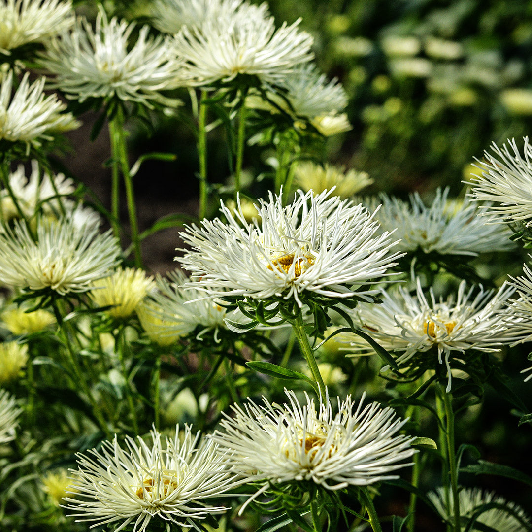 A side angle view of Valkyrie Yellow Asters growing in the gardens at Baker Creek Seeds.