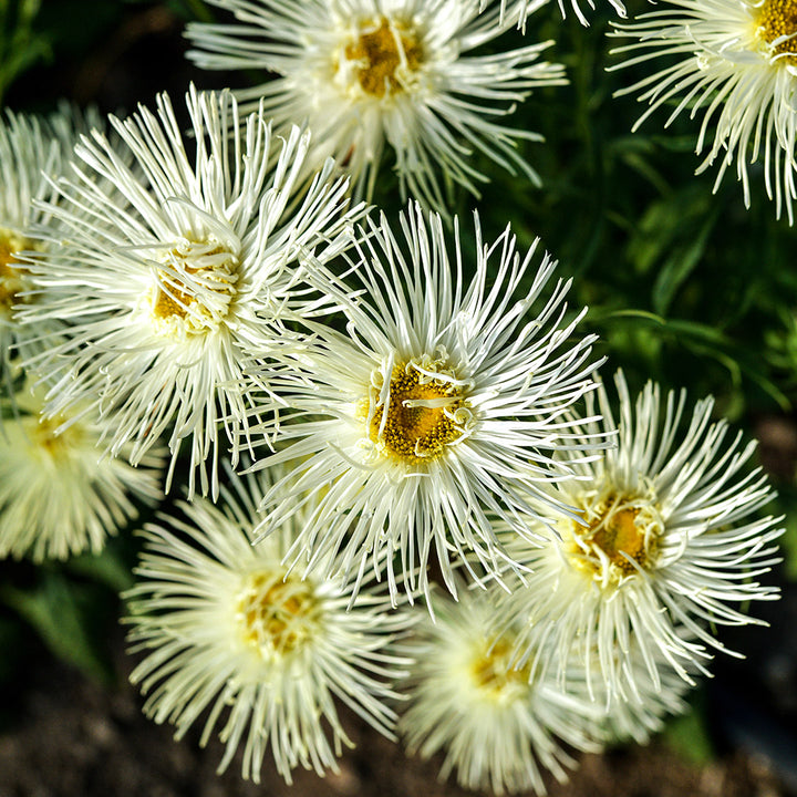 An overhead view of Valkyrie Yellow Asters blooming in the Baker Creek gardens.