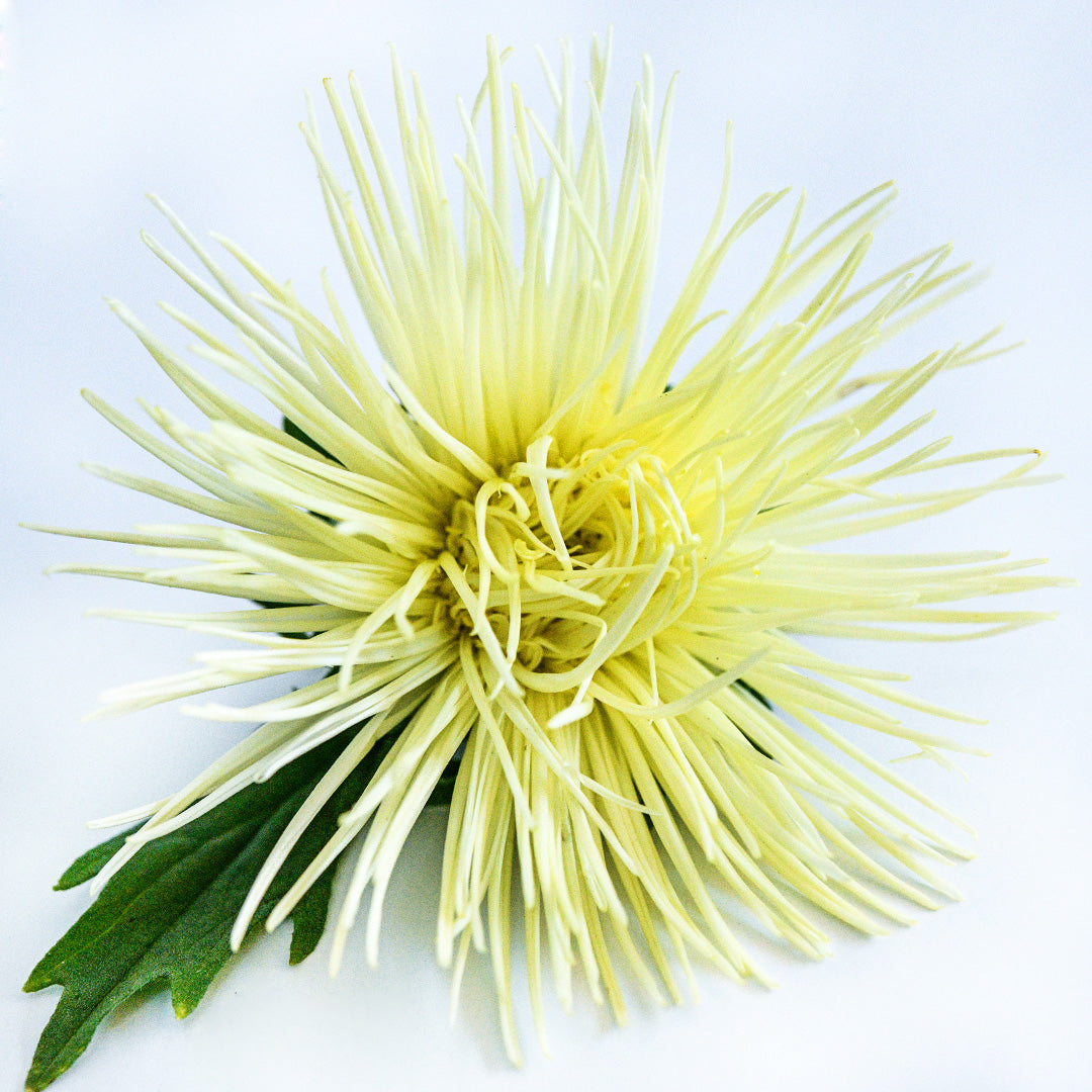 A single Valkyrie Yellow Aster on a white background.