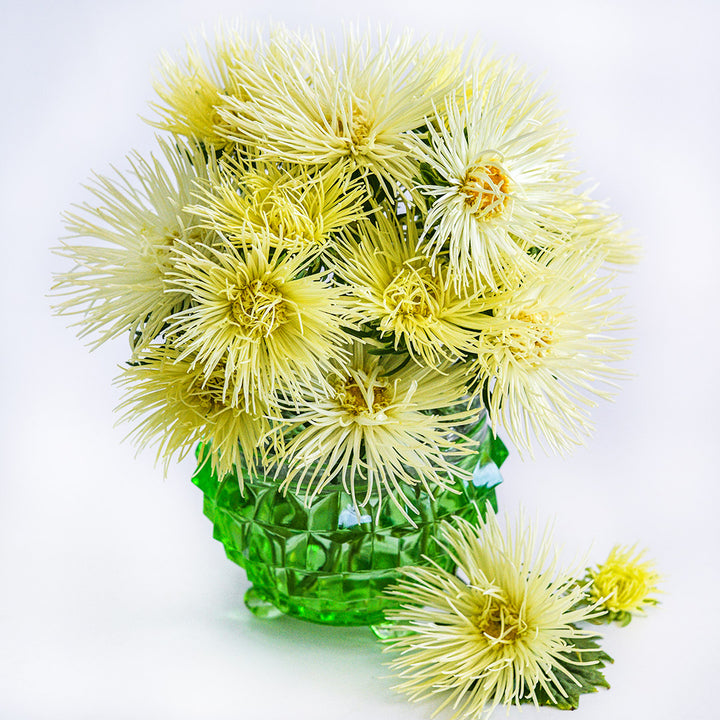 An arrangement of Valkyrie Yellow Asters in a green vase on a white background.