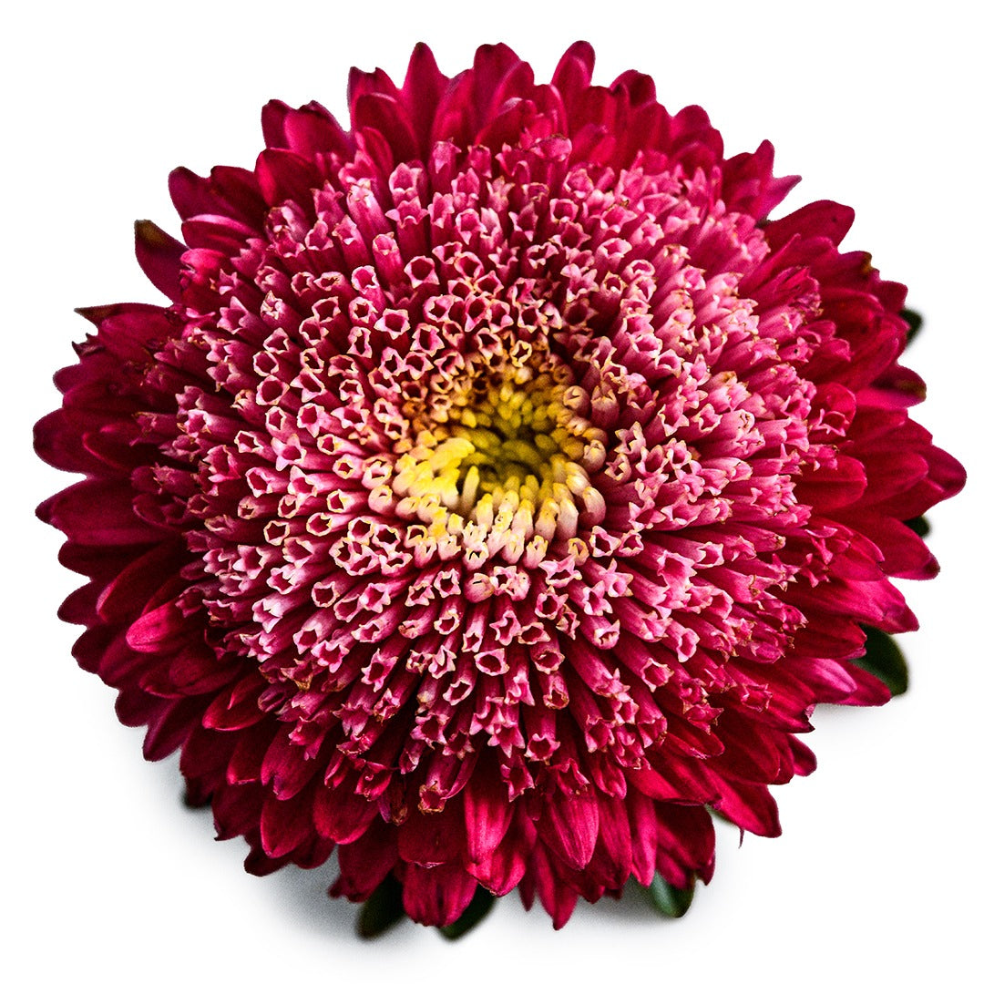 A single Benary's Princess Bright Red Aster bloom on a white background.